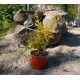 Aitalikusteri 'Aureum' (Ligustrum vulgare 'Aureum')
